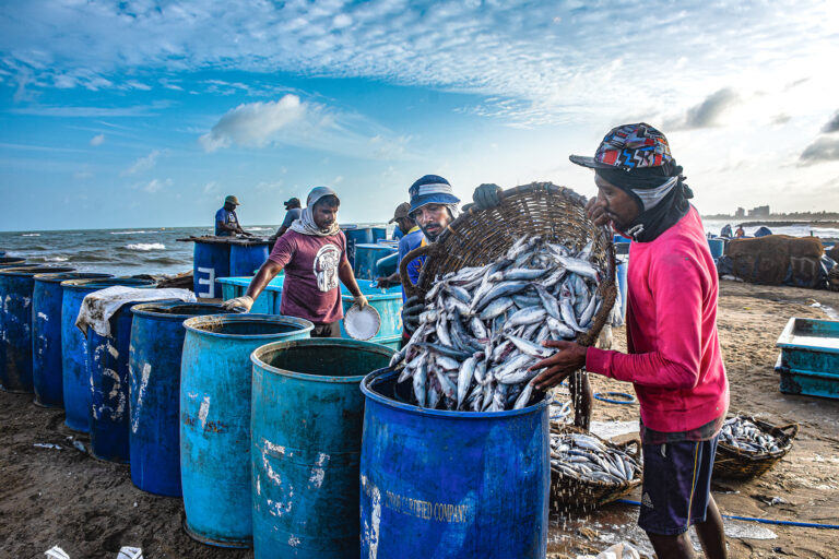 Shenal Silva - Salting-to-make-dry-fish